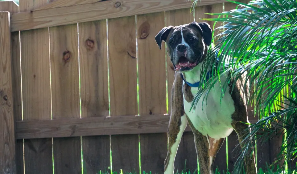 Boxer dog standing beside a timber privacy fence in a backyard garden