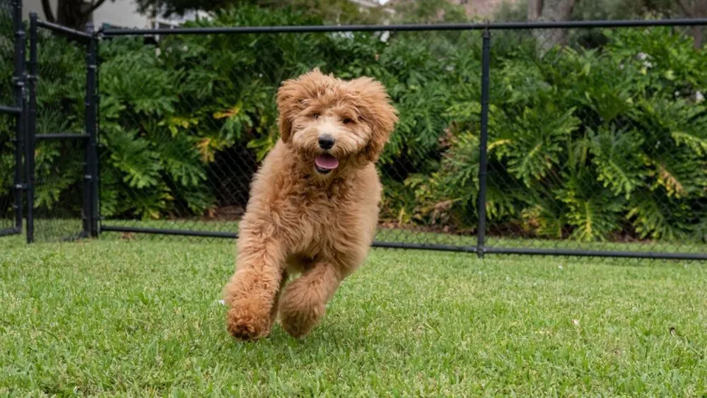 Fluffy brown dog running across a lawn with a black chain link fence behind