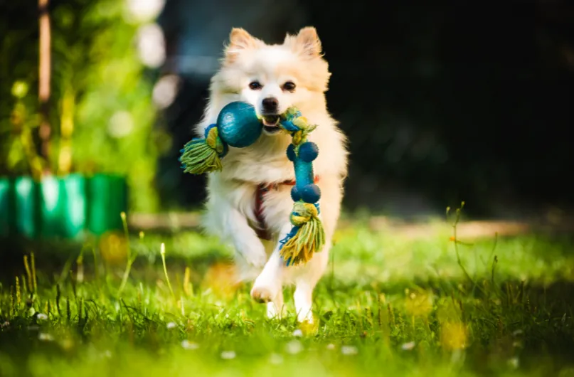 Small fluffy dog running across a sunny lawn carrying a rope toy in a fenced backyard