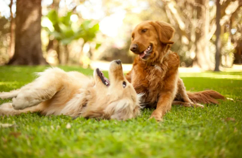 Two golden retriever dogs playing together on a grassy yard in dappled sunlight