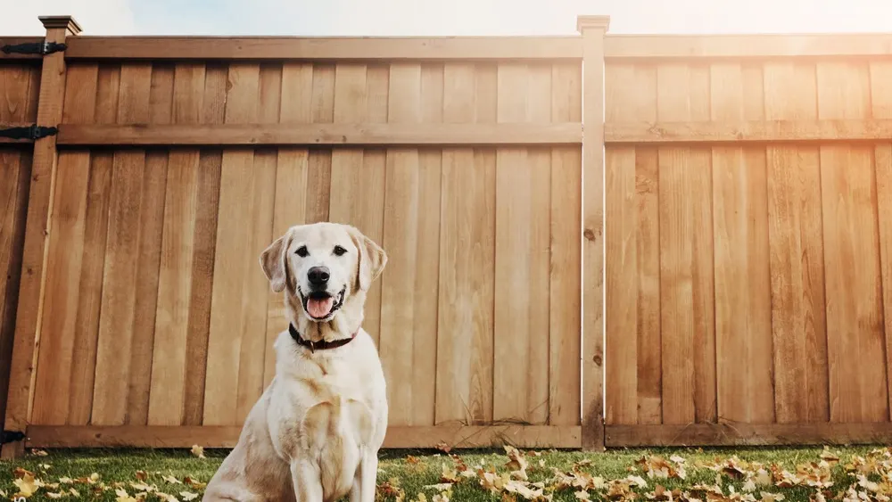 Golden retriever sitting on grass in front of a tall timber paling fence
