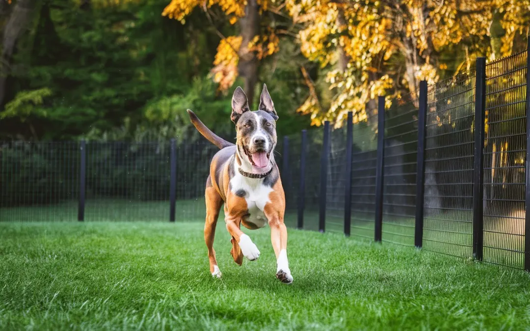 A large dog running in a grassy yard with a mesh fence in the background