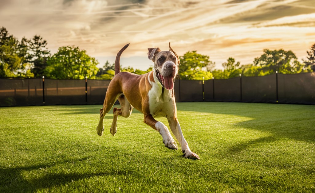 A large dog running across a grassy yard with a fence in the background