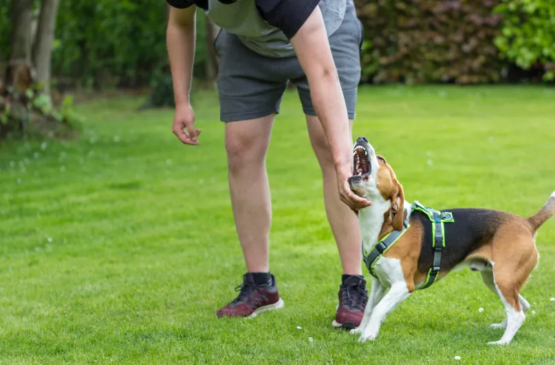 A person playing with an excited beagle wearing a harness on a grassy back lawn