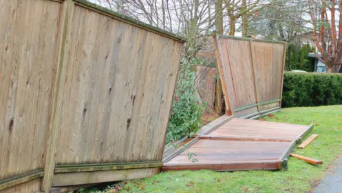 Wooden fence that has collapsed and fallen over onto the grass