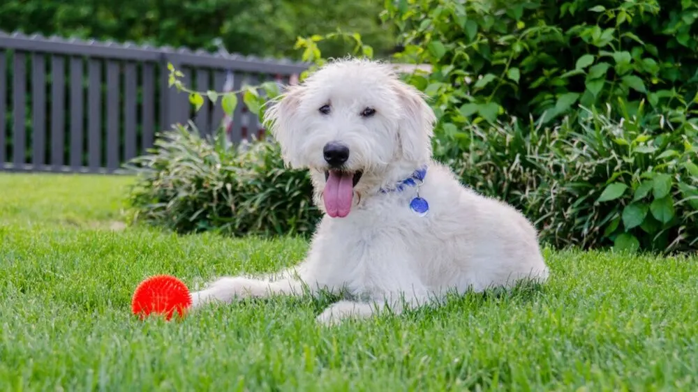 White dog lying on the grass with a red ball beside a dark timber fence